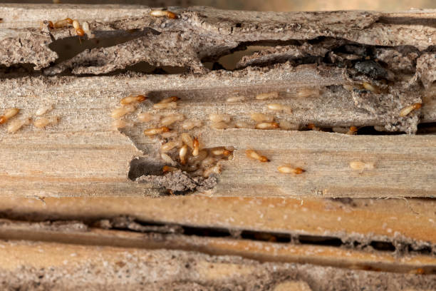 Best Affordable Pest Control Services  in Fredonia, KS
