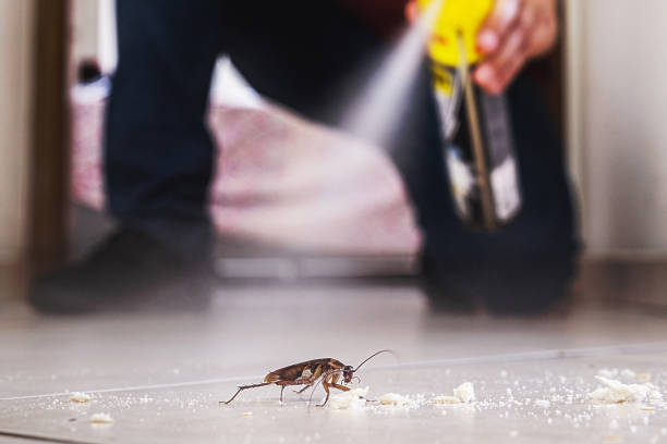 Best Spider Control Near Me  in Fredonia, KS